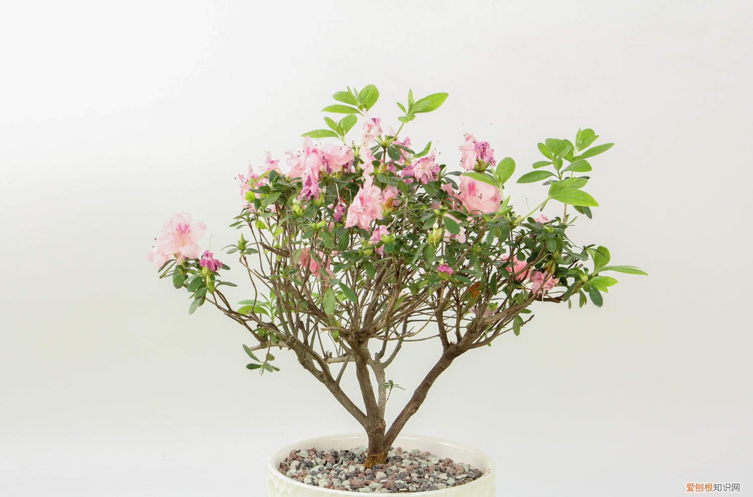 家养观赏杜鹃花怎么养 家庭养法介绍 杜鹃花怎么养