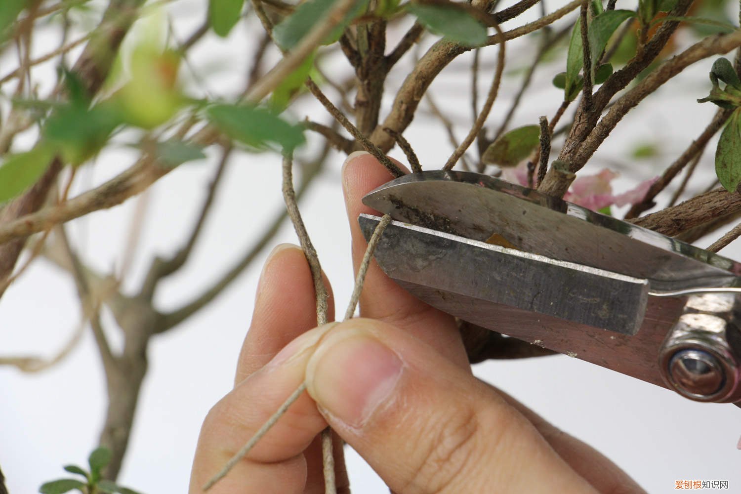 家养观赏杜鹃花怎么养 家庭养法介绍 杜鹃花怎么养