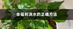 幸福树怎么浇水方法 浇水频率详解 幸福树浇水的正确方法