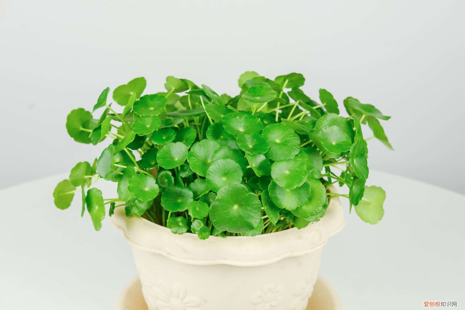 植物铜钱草图片大全 铜钱草怎么种,铜钱草图片