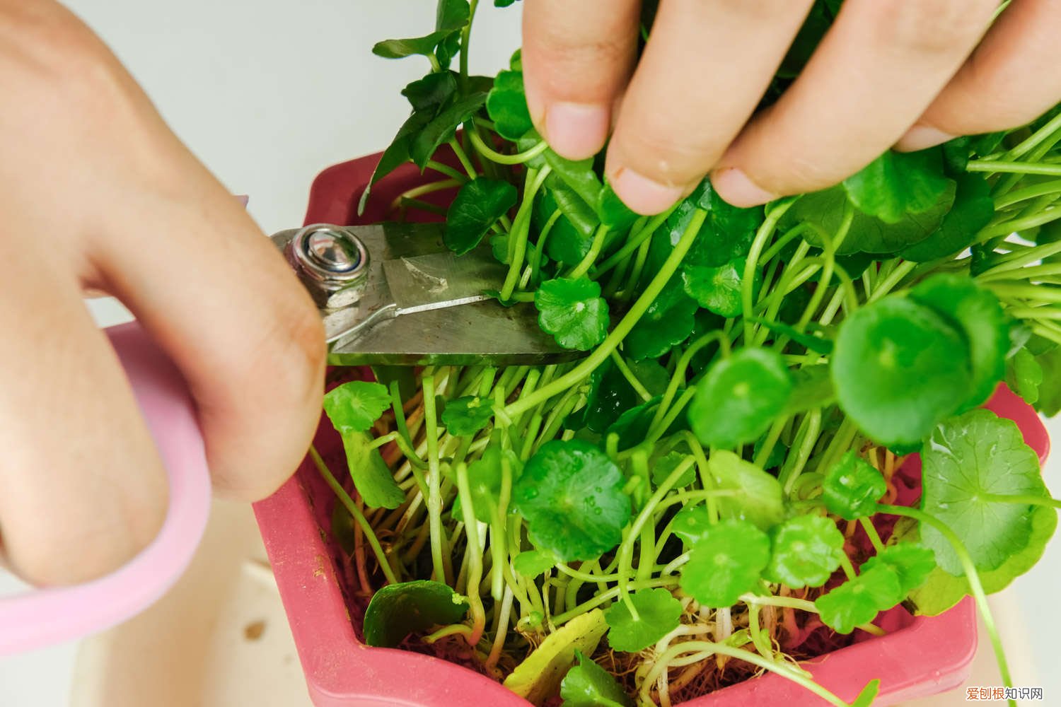 植物铜钱草图片大全 铜钱草怎么种,铜钱草图片