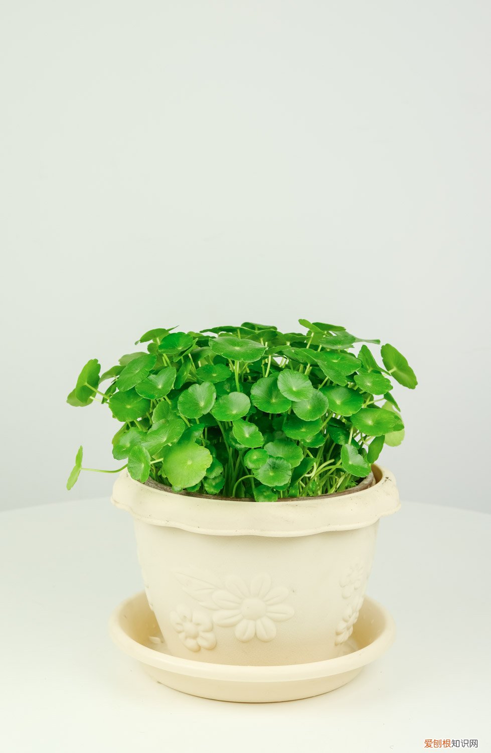 植物铜钱草图片大全 铜钱草怎么种,铜钱草图片