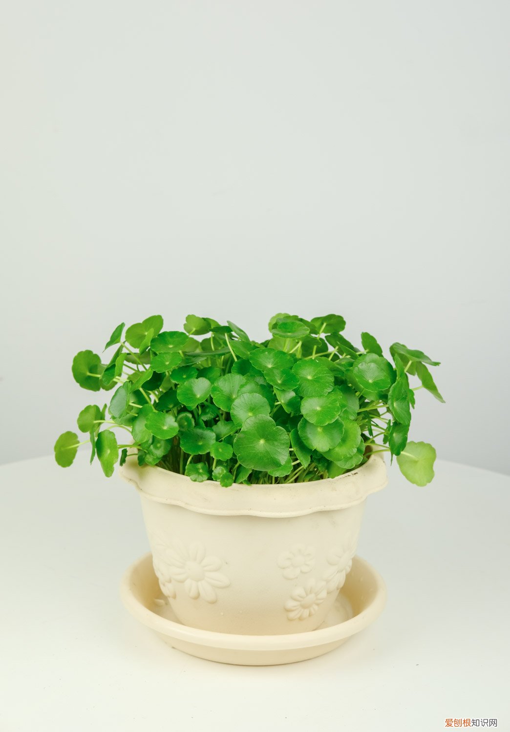 植物铜钱草图片大全 铜钱草怎么种,铜钱草图片