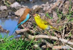 金青鸟吃鸡蛋米吗，金青鸟吃虫子吗