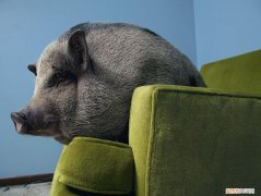 越南大肚猪价格，越南大肚猪价格行情