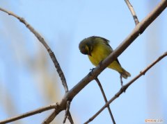 金青鸟吃核挑仁吗，金青鸟吃什么食物