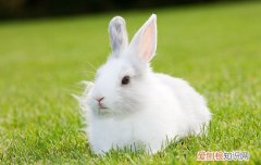 兔子爪子毛发黄怎么清洁，兔子爪子黄黄的洗不掉