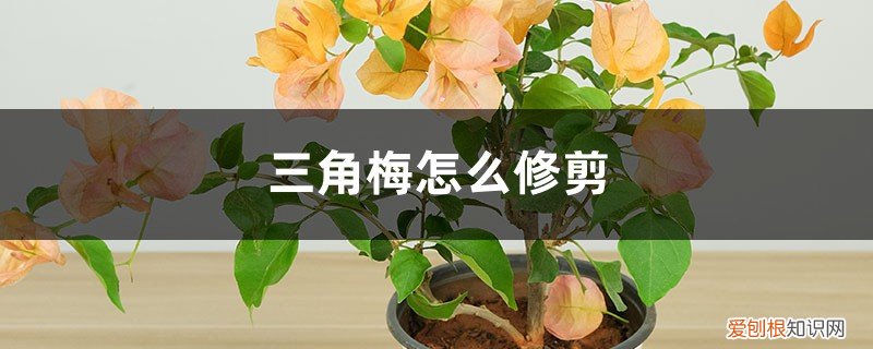 三角梅修剪图片 修剪方法图 三角梅怎么修剪