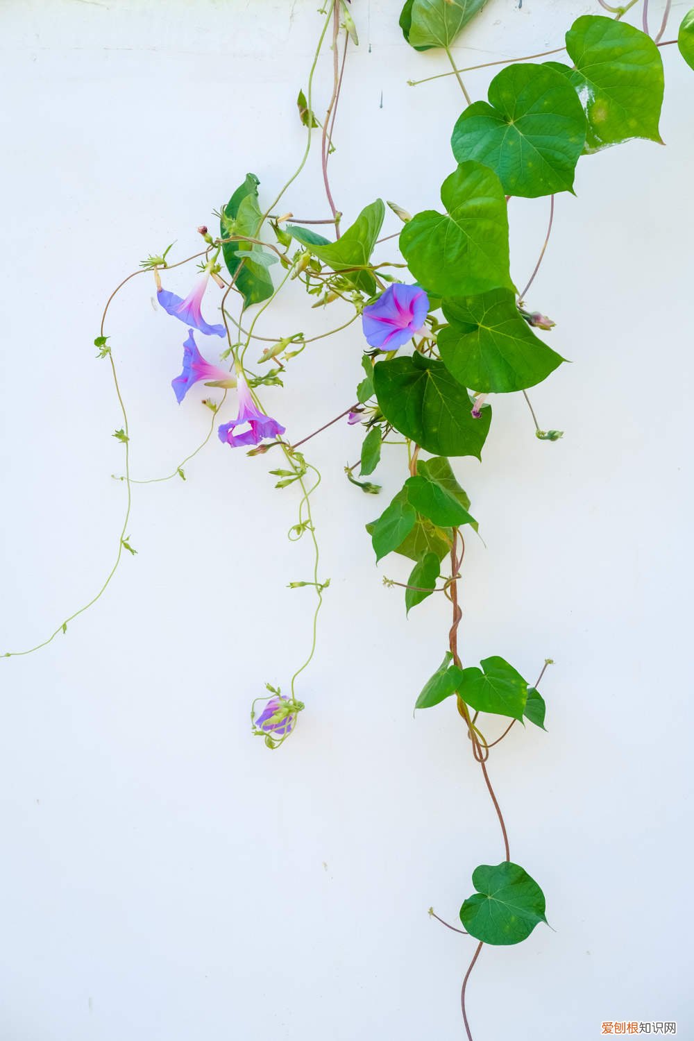 牵牛花的种子要怎么种? 牵牛花怎么种，牵牛花种子价格