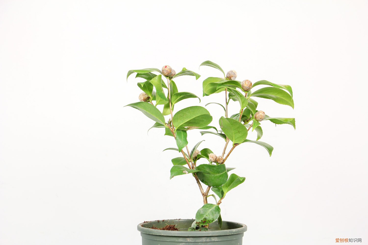 山茶花怎么养殖方法和注意事项 山茶花的养殖方法，山茶花图片
