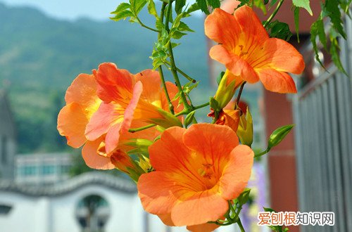 图 凌霄花什么时候修剪 凌霄花的修剪方法和注意事项