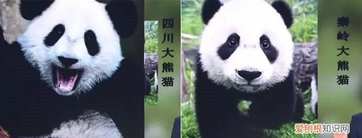 大熊猫,大熊猫为什么被视为中国的国宝?