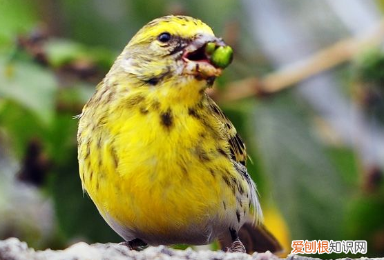 金青鸟好养吗，金青鸟好养吗视频