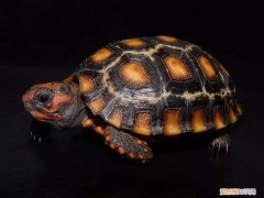 红腿陆龟温度，红腿陆龟需要加温吗