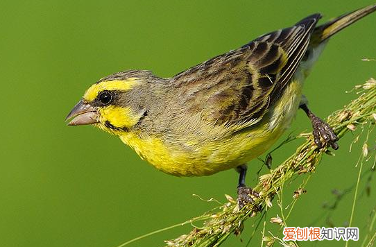 金青鸟饲料，金青鸟饲料那个好