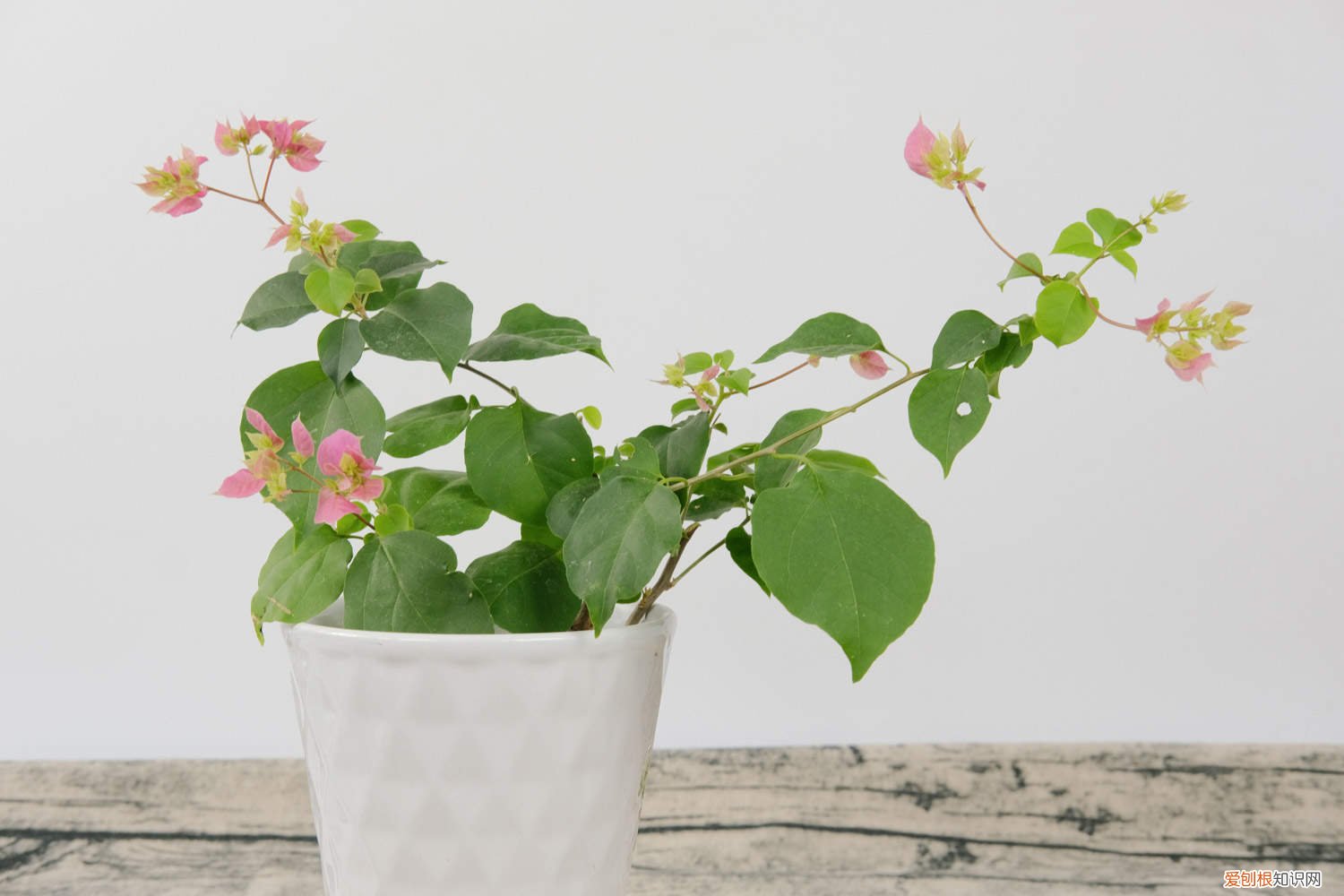 三角梅什么时候扦插好 三角梅什么时候扦插