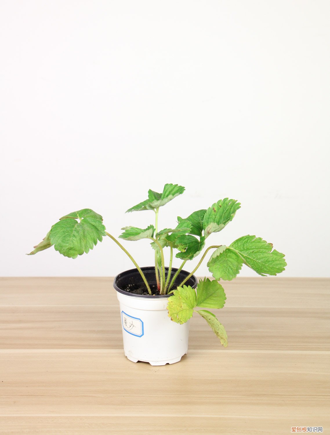 三角梅的开花期在什么时候 花期介绍 三角梅什么时候开花