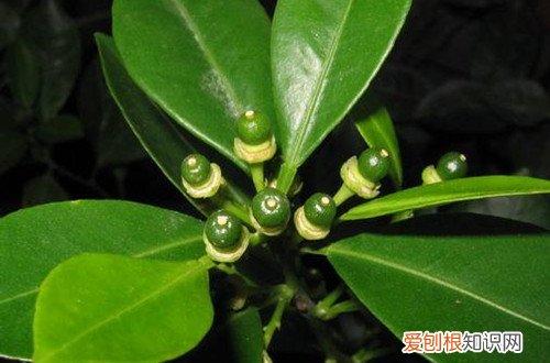 图 盆栽桔子树怎么养 盆栽桔子树的养殖方法和注意事项