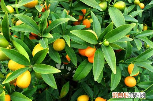 图 盆栽桔子树怎么养 盆栽桔子树的养殖方法和注意事项
