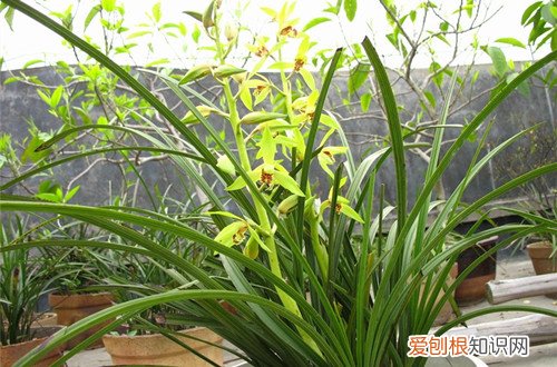 图 种兰花用什么土最好 兰花用什么土栽培最好