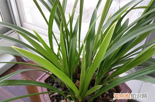 图 种兰花用什么土最好 兰花用什么土栽培最好