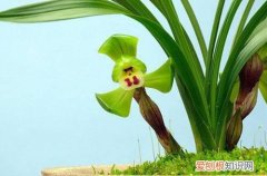 图 种兰花用什么土最好 兰花用什么土栽培最好