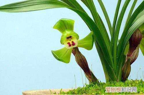 图 种兰花用什么土最好 兰花用什么土栽培最好