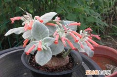 图 断崖女王怎么上盆 断崖女王上盆就浇水吗