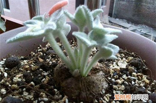 图 断崖女王怎么上盆 断崖女王上盆就浇水吗