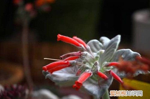 图 断崖女王怎么上盆 断崖女王上盆就浇水吗