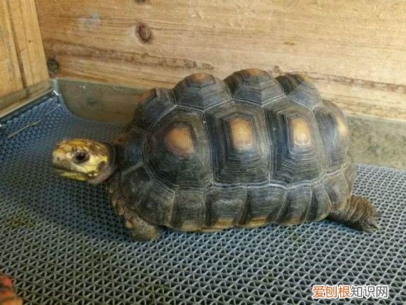 红腿陆龟需要排酸吗，红腿陆龟饲养方法