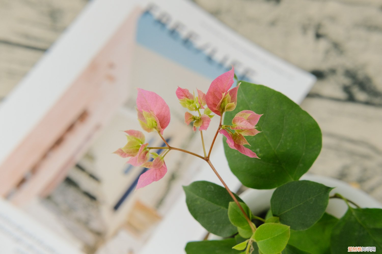 三角梅怎样修剪株型好看 三角梅盆景造型方法，如何修剪