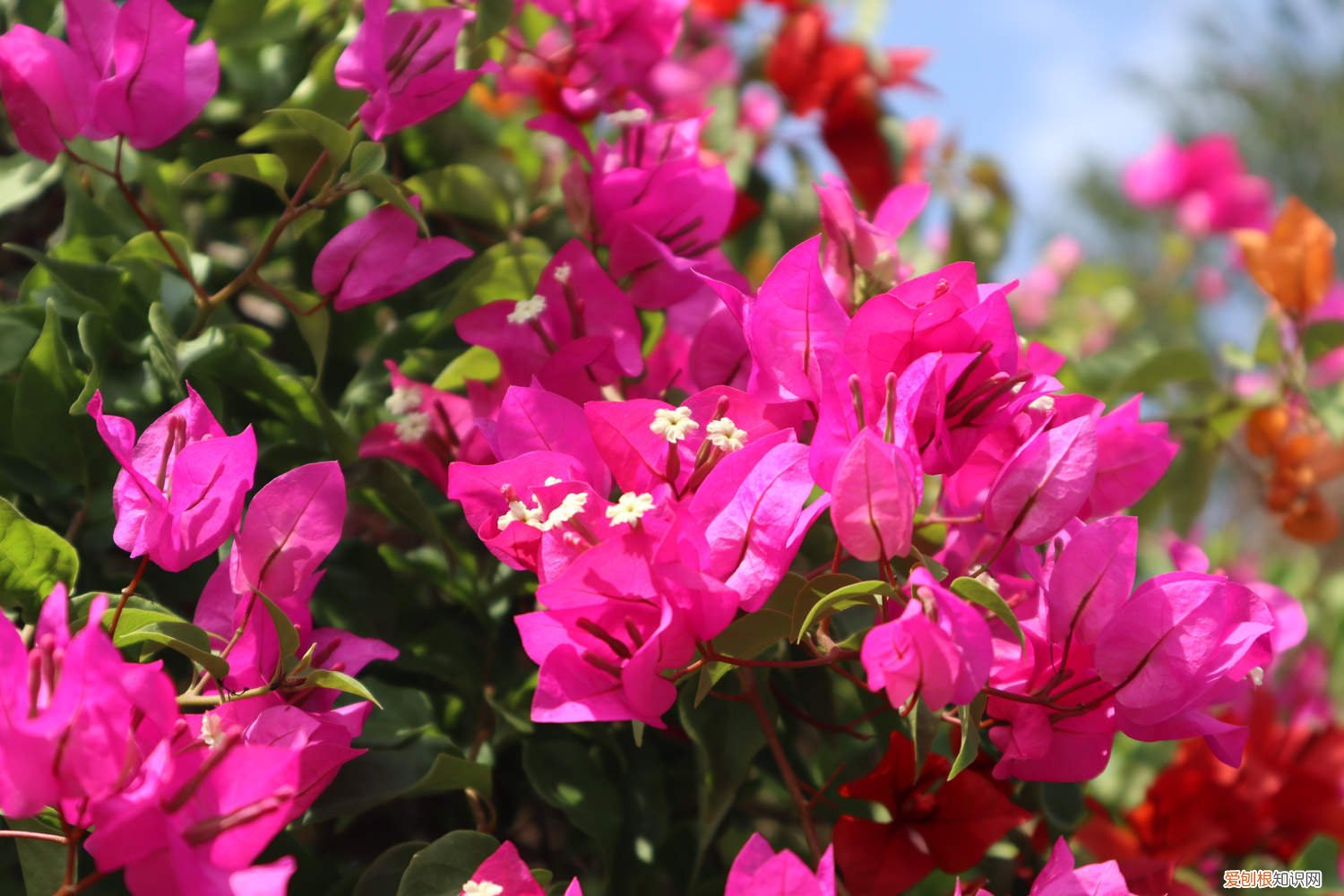 三角梅怎么扦插几月份扦插 三角梅的扦插时间，怎么扦插