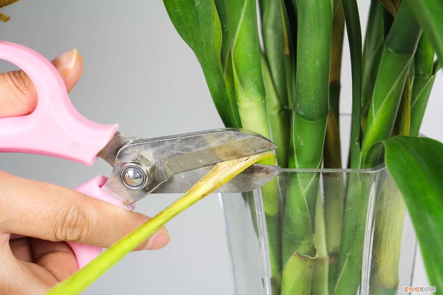 水养富贵竹剪掉的枝干可以 修剪方法图解 水养富贵竹怎么修剪