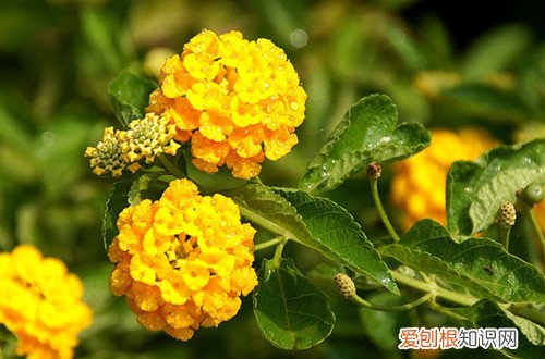 图 五彩梅可以放家里养吗 五彩梅的养殖方法和注意事项