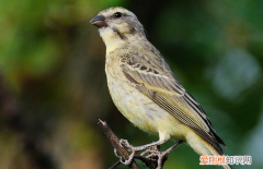 金青鸟公母有什么区别，金青鸟公母有什么区别图片