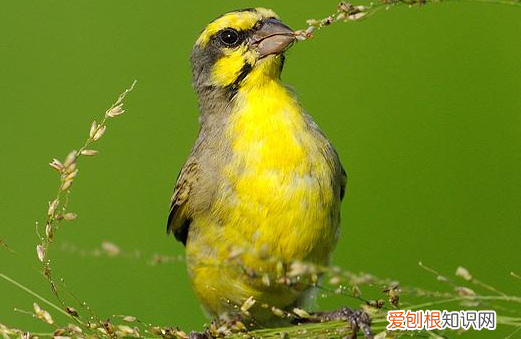 金青鸟公母辨别方法，金青雏鸟公母怎么看