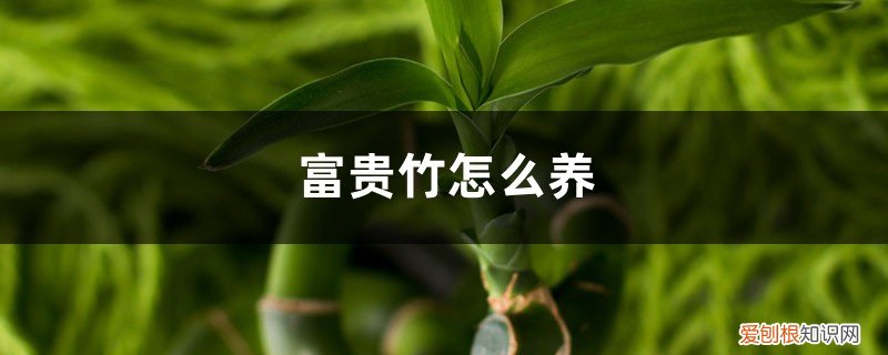 富贵竹好养吗,富贵竹怎么养 富贵竹好养吗，富贵竹怎么养