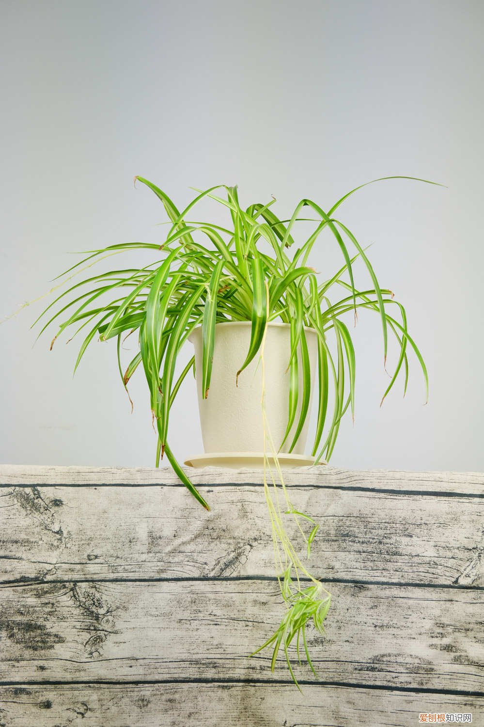 吊兰不长小吊兰是怎么回事 吊兰不长小吊兰怎么办，吊兰为什么不长小吊兰