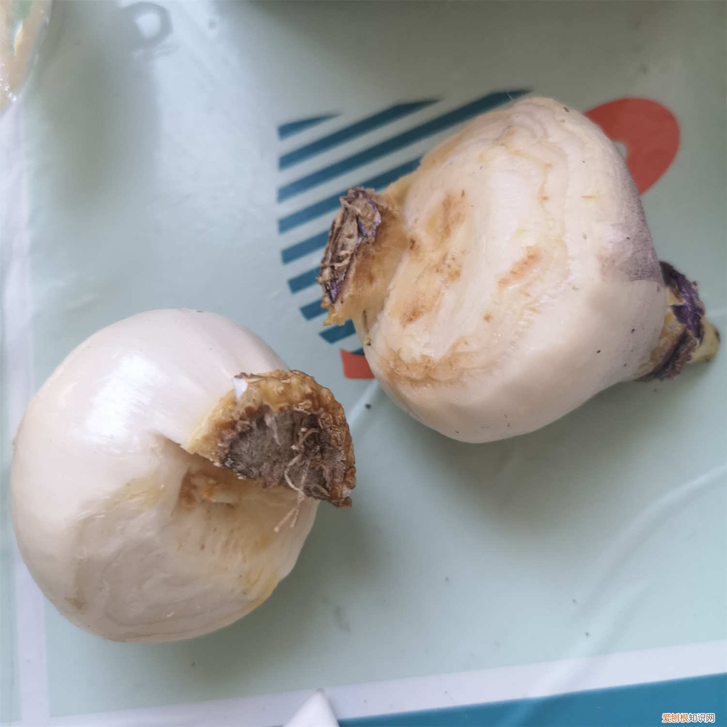 风信子花图片和养殖 风信子的养殖方法,风信子花图片