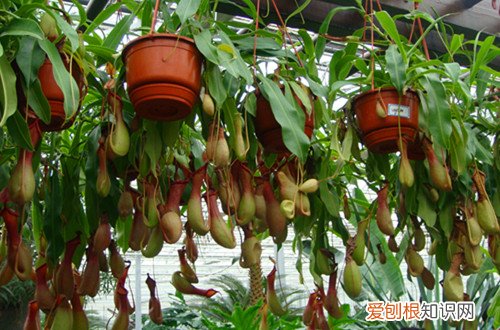 图 怎么分辨猪笼草的性别 猪笼草怎样分雌雄