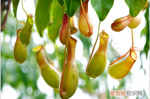 图 怎么分辨猪笼草的性别 猪笼草怎样分雌雄