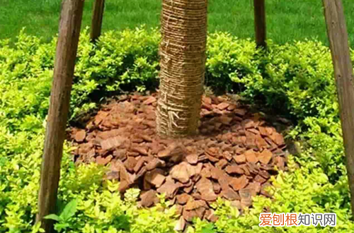 图 如何用树皮做植料 零成本自制树皮植料的方法和注意事项