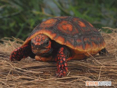 红腿陆龟最低可承受温度,红腿陆龟冬天怎么过