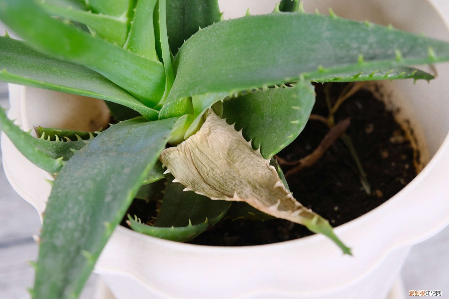 芦荟怎么养法 芦荟怎么养，芦荟图片