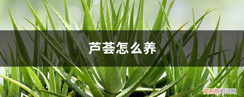 芦荟怎么养法 芦荟怎么养，芦荟图片