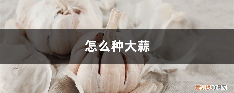 怎么种大蒜,秋播大蒜的栽培方法视频 怎么种大蒜，秋播大蒜的栽培方法