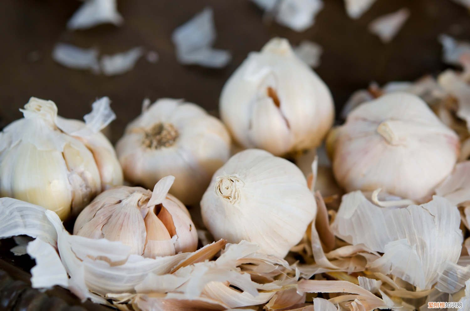 怎么种大蒜,秋播大蒜的栽培方法视频 怎么种大蒜，秋播大蒜的栽培方法