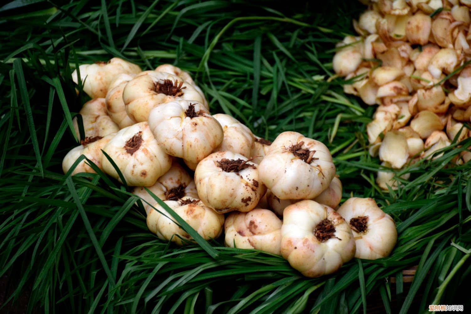 大蒜如何生长过程 蒜怎么种,大蒜生长过程