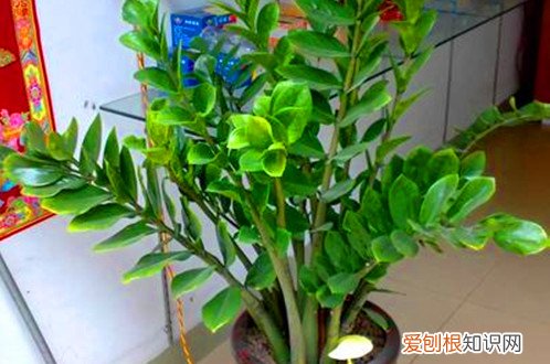 图 新买的金钱树如何换盆 刚买的金钱树怎么养护